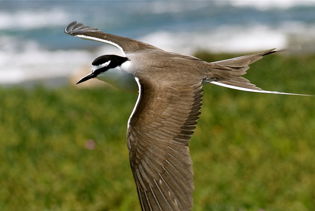 Photo (1): Bridled Tern