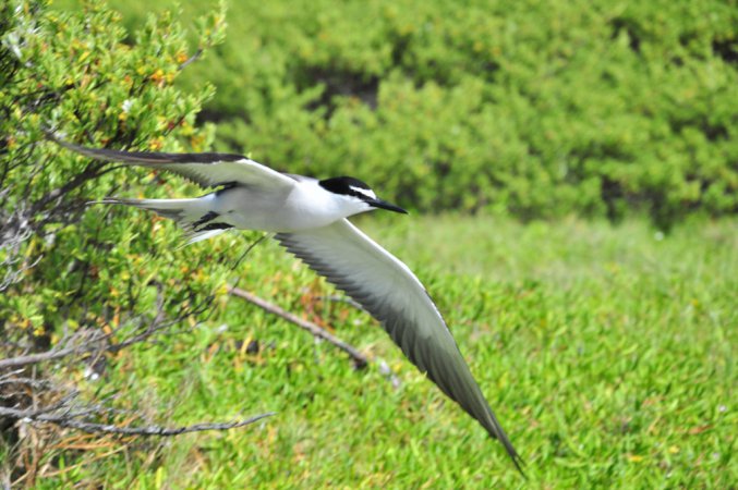 Photo (6): Sooty Tern