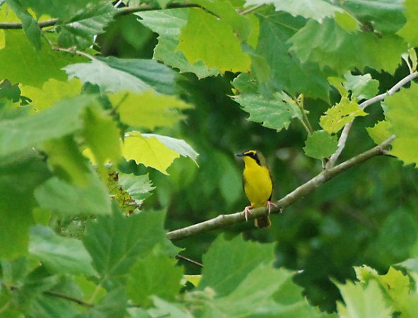 Photo (8): Kentucky Warbler
