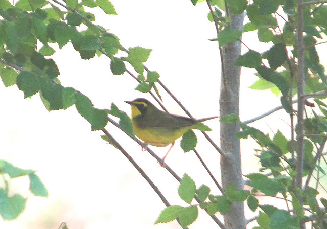 Photo (10): Kentucky Warbler