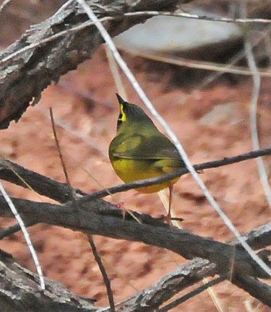 Photo (12): Kentucky Warbler