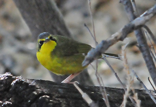 Photo (15): Kentucky Warbler