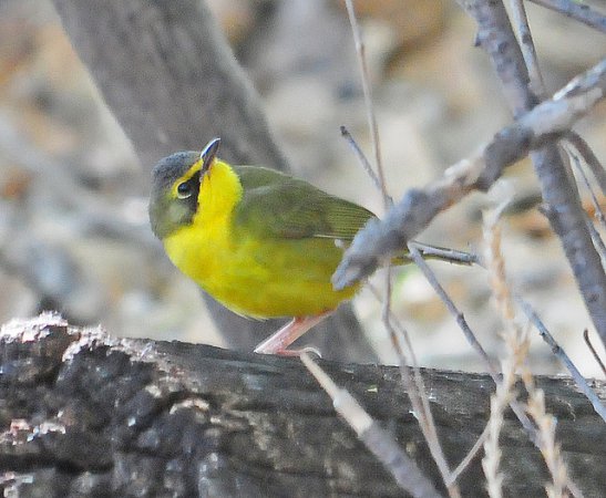 Photo (2): Kentucky Warbler