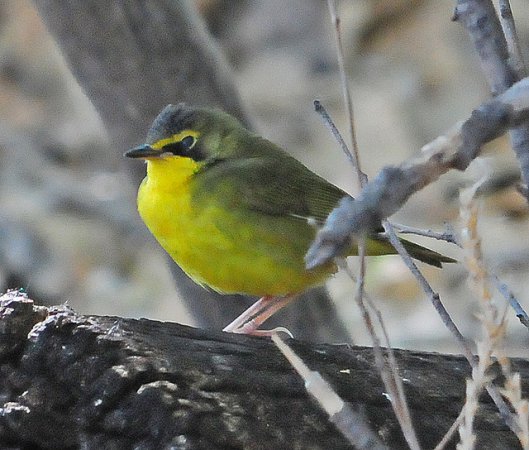 Photo (16): Kentucky Warbler