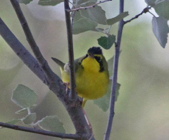 Photo (18): Kentucky Warbler