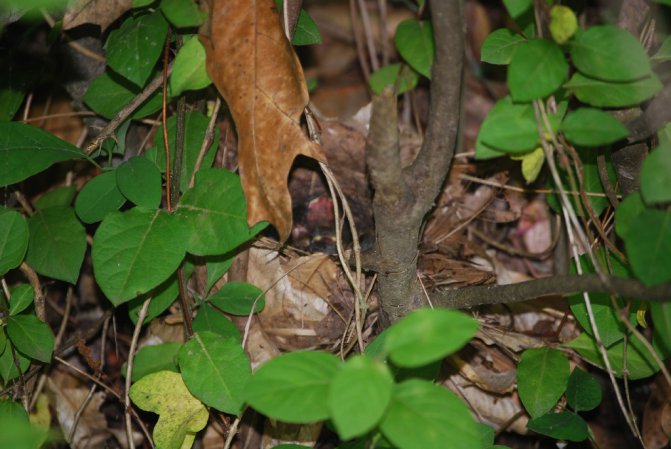 Photo (19): Kentucky Warbler