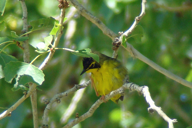 Photo (13): Kentucky Warbler