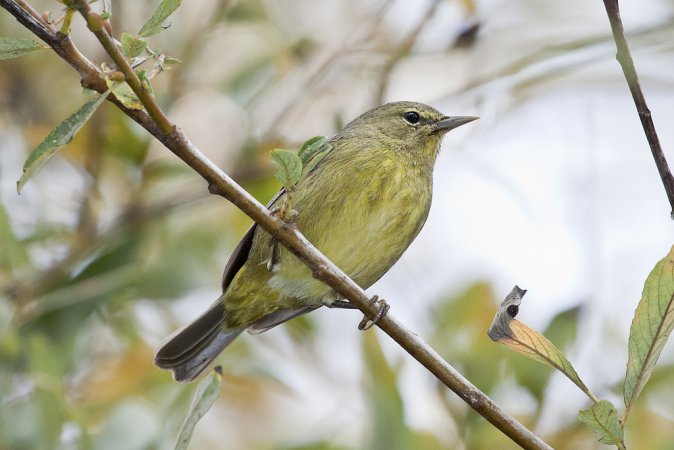 Photo (6): Orange-crowned Warbler