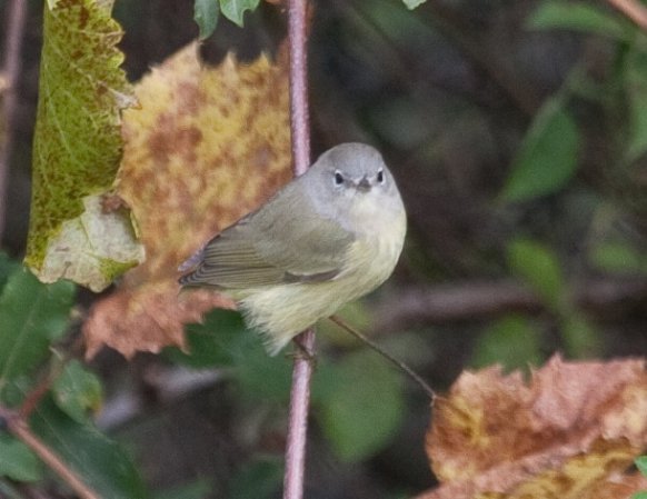 Photo (25): Orange-crowned Warbler