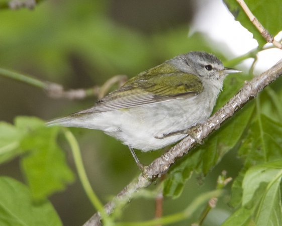 Photo (12): Tennessee Warbler