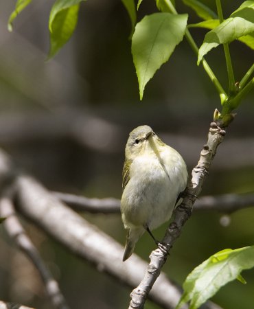 Photo (18): Tennessee Warbler