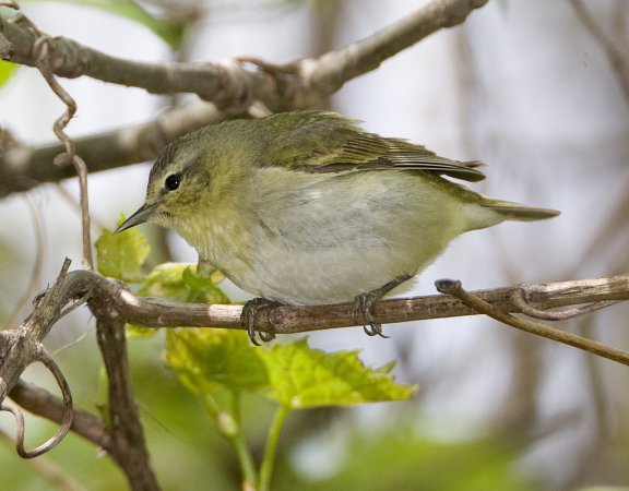 Photo (22): Tennessee Warbler