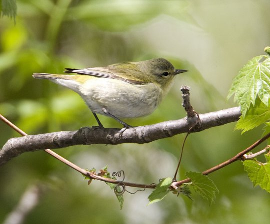 Photo (13): Tennessee Warbler