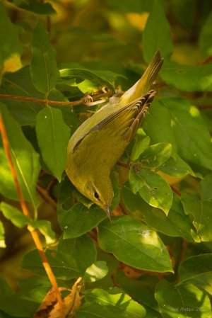 Photo (24): Tennessee Warbler