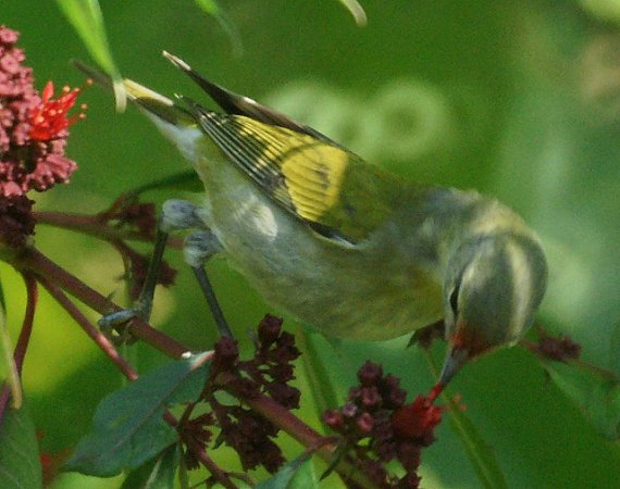 Photo (16): Tennessee Warbler