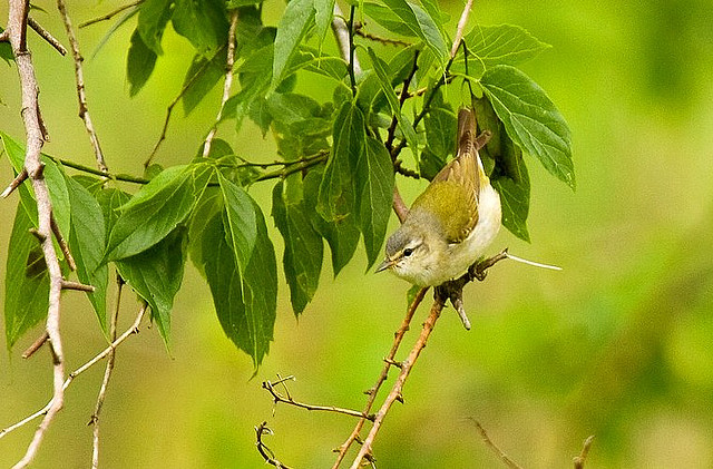 Photo (20): Tennessee Warbler