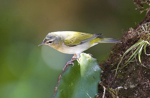 Photo (14): Tennessee Warbler