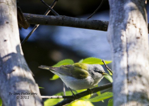 Photo (17): Tennessee Warbler