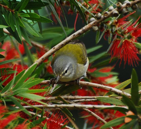 Photo (19): Tennessee Warbler