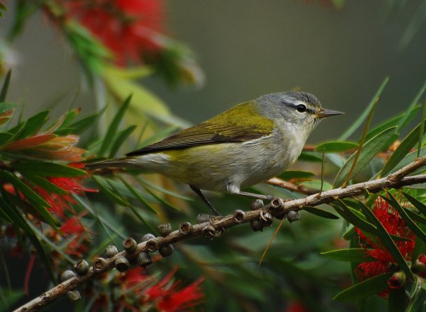 Photo (21): Tennessee Warbler