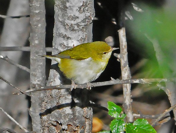 Photo (23): Tennessee Warbler