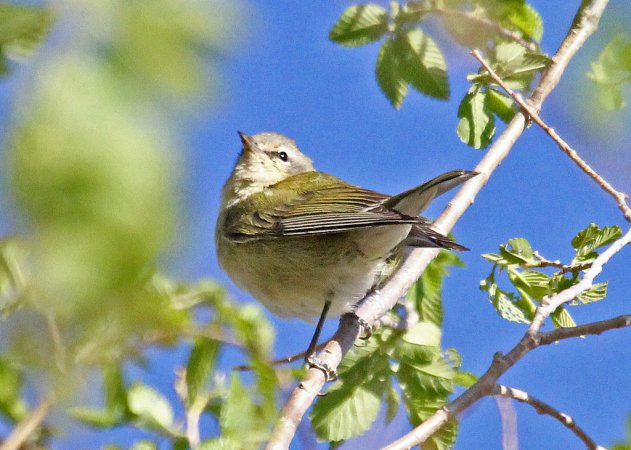 Photo (15): Tennessee Warbler