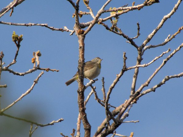 Photo (9): Virginia's Warbler