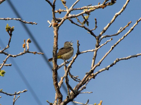 Photo (11): Virginia's Warbler