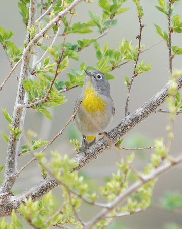 Photo (4): Virginia's Warbler