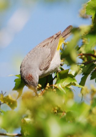 Photo (12): Virginia's Warbler