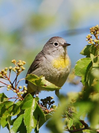 Photo (5): Virginia's Warbler