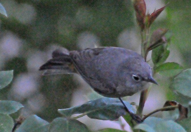 Photo (13): Virginia's Warbler