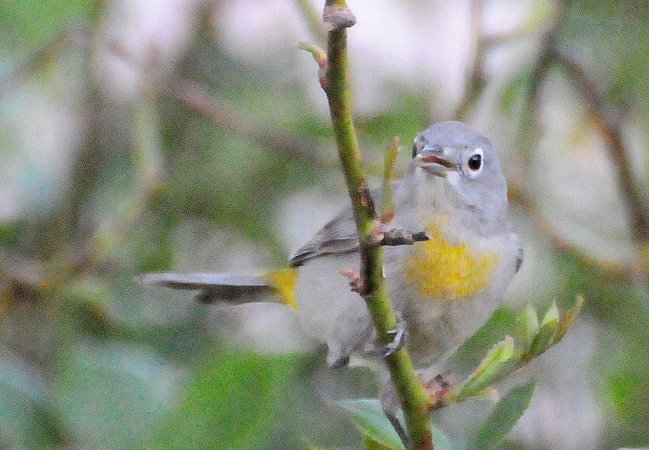 Photo (10): Virginia's Warbler