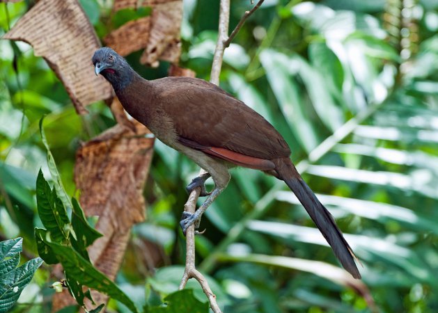 Photo (1): Gray-headed Chachalaca