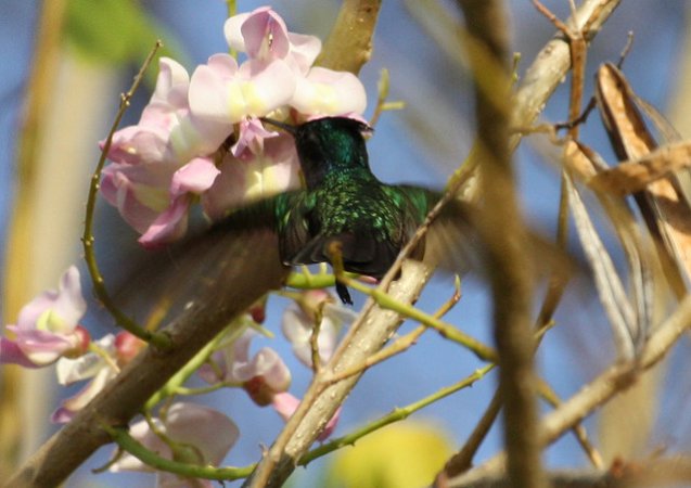 Photo (6): Antillean Crested Hummingbird