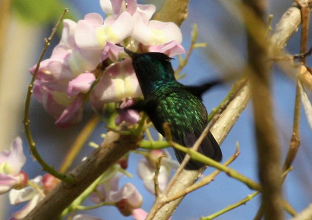 Photo (10): Antillean Crested Hummingbird