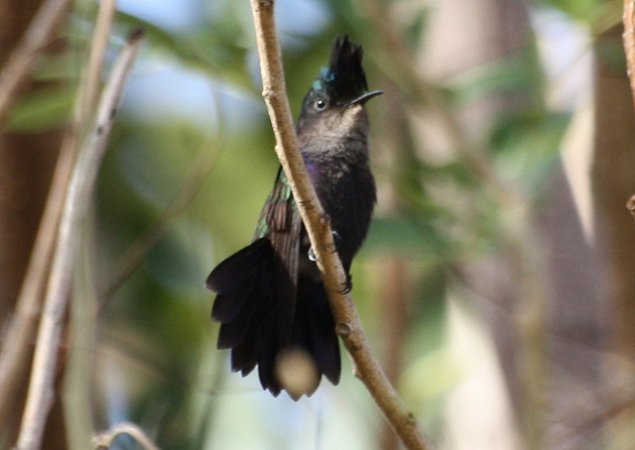 Photo (1): Antillean Crested Hummingbird