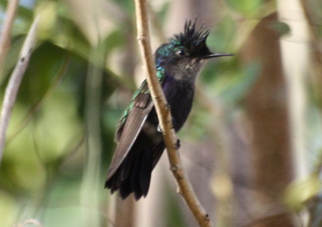 Photo (9): Antillean Crested Hummingbird