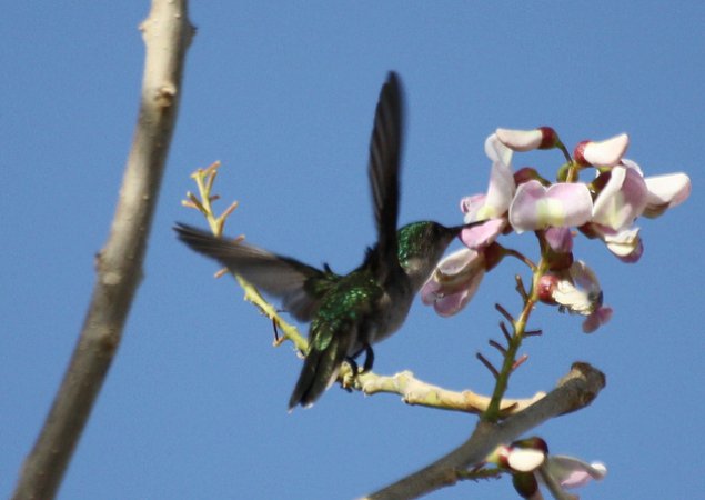Photo (8): Antillean Crested Hummingbird
