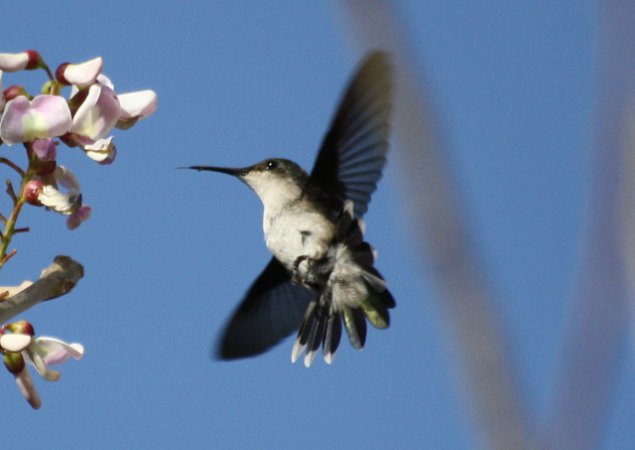 Photo (7): Antillean Crested Hummingbird