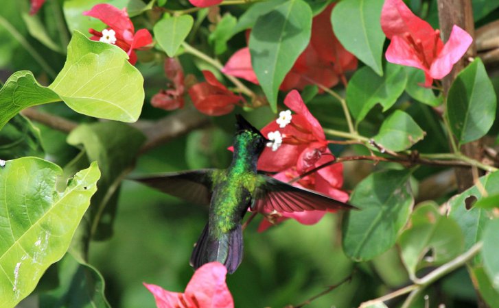 Photo (11): Antillean Crested Hummingbird