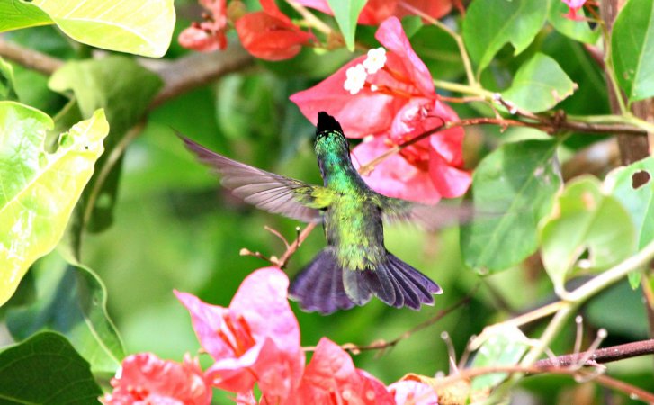 Photo (5): Antillean Crested Hummingbird
