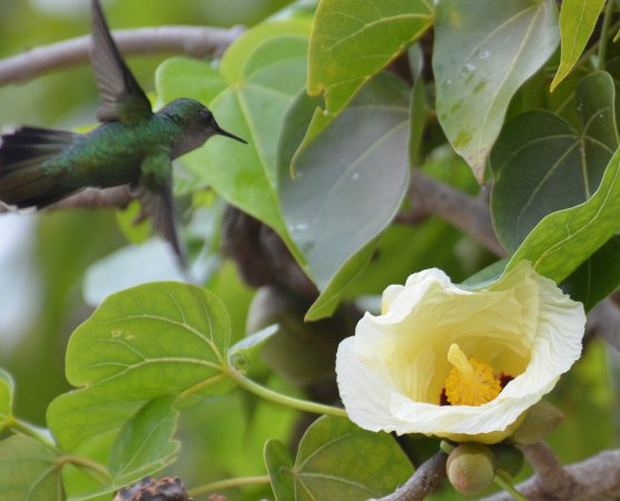Photo (12): Antillean Crested Hummingbird