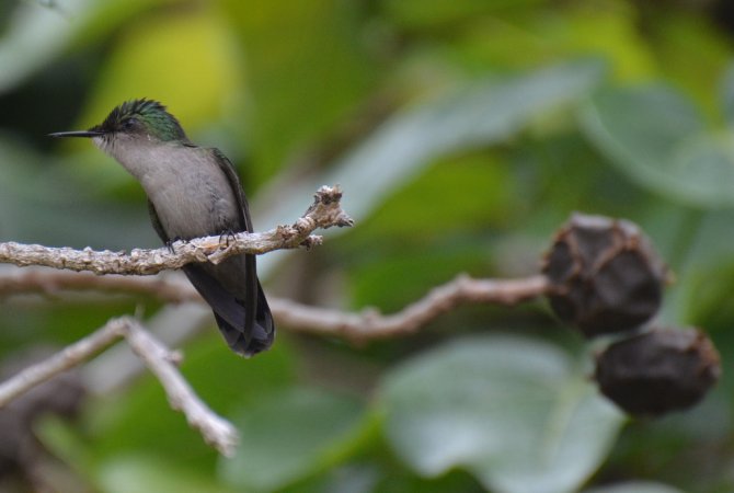 Photo (2): Antillean Crested Hummingbird