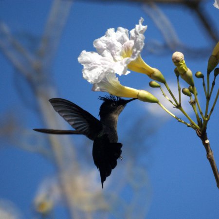 Photo (4): Antillean Crested Hummingbird