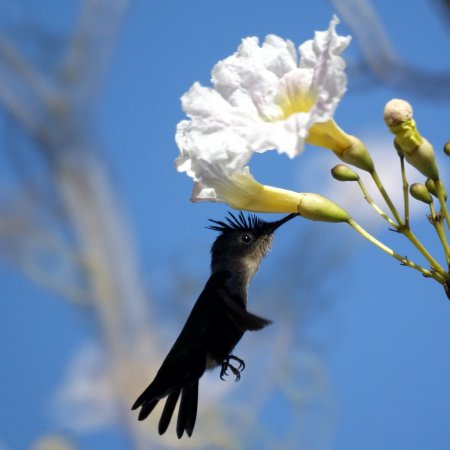 Photo (3): Antillean Crested Hummingbird