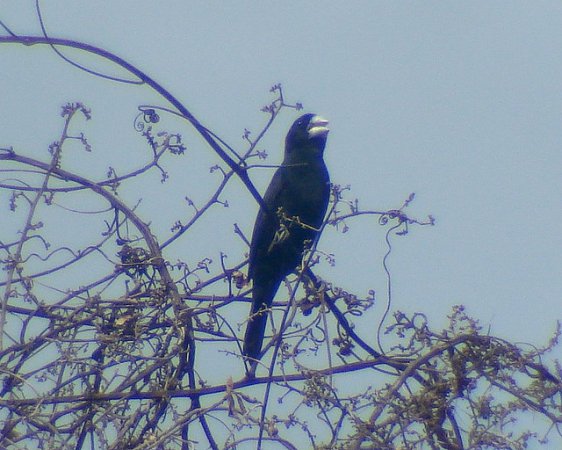 Photo (2): Large-billed Seed-Finch