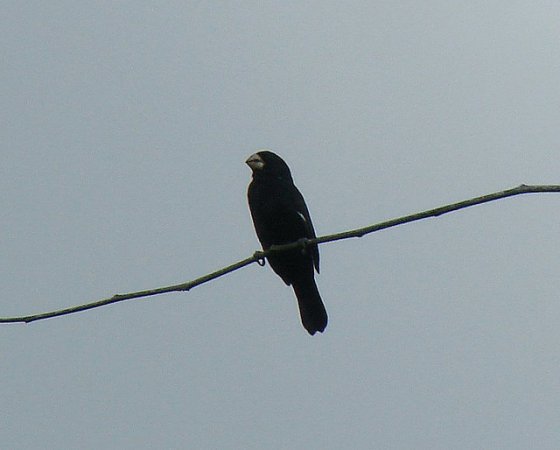 Photo (1): Large-billed Seed-Finch