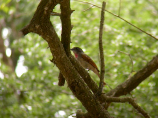 Photo (14): Rose-throated Becard