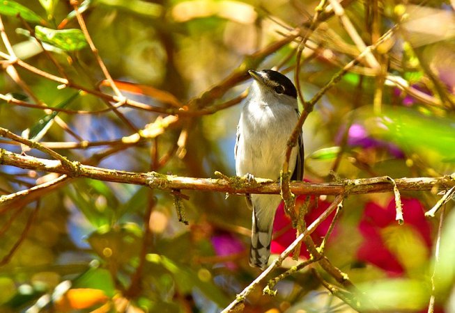 Photo (1): Black-and-white Becard